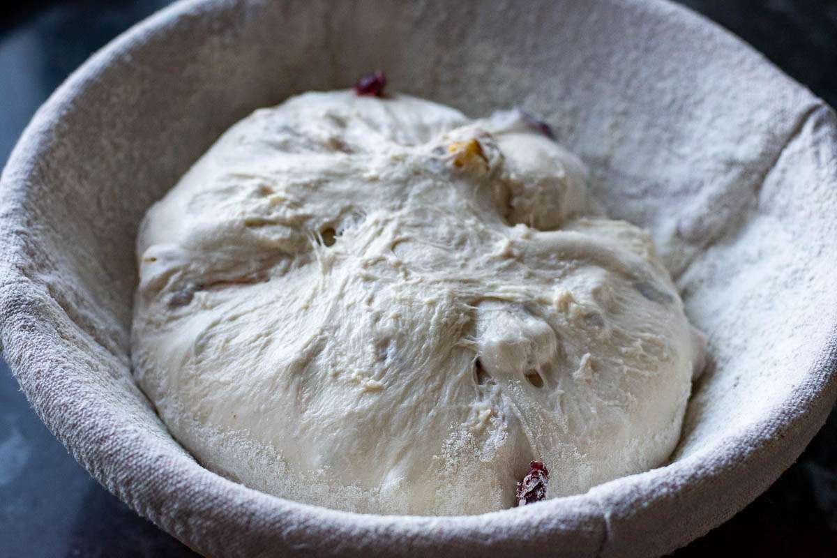Cranberry Walnut Sourdough placed in a floured benneton basket.