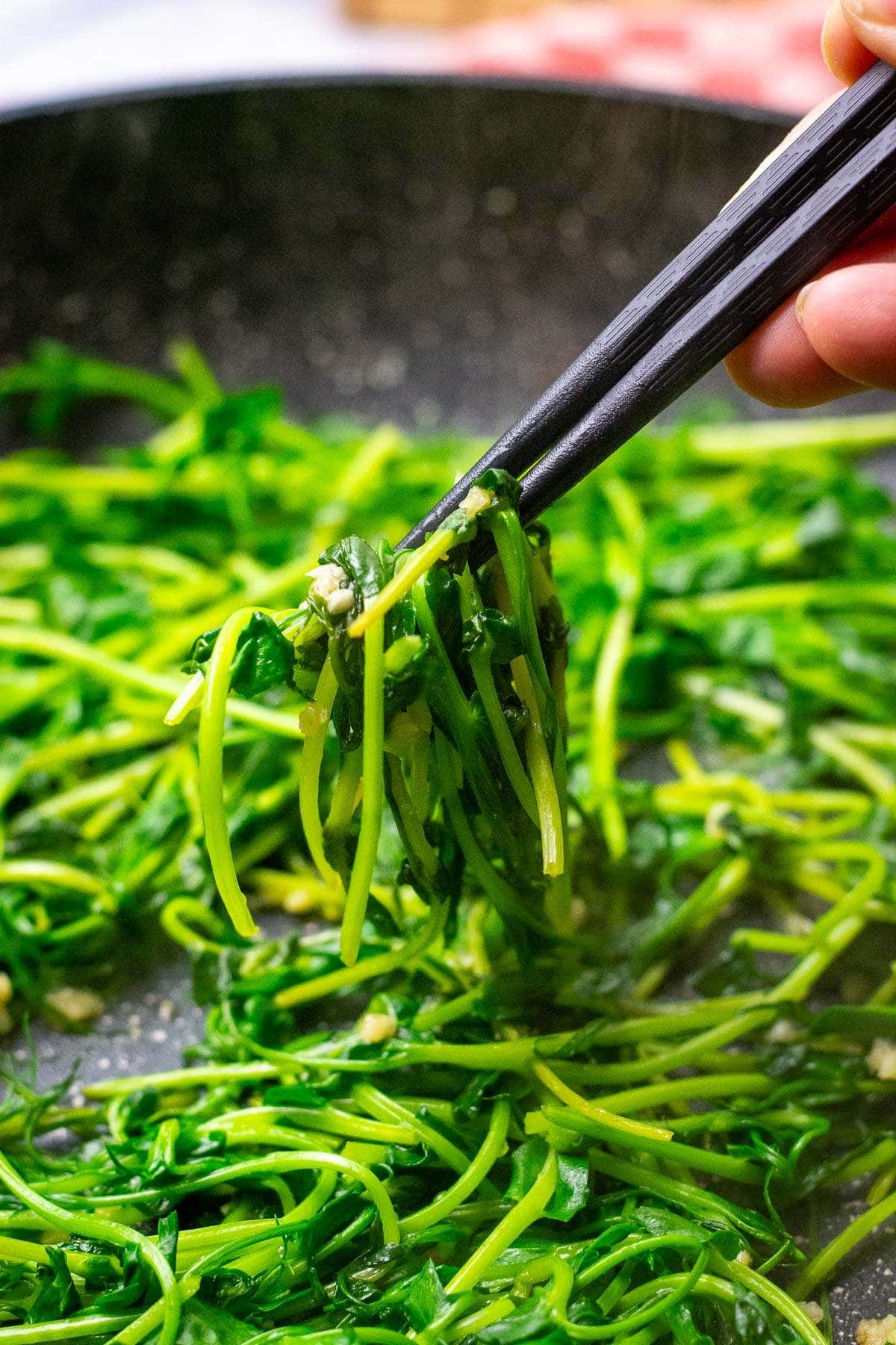 Chinese Stir-Fried Pea Shoots being picked up by a pair of black chopsticks.
