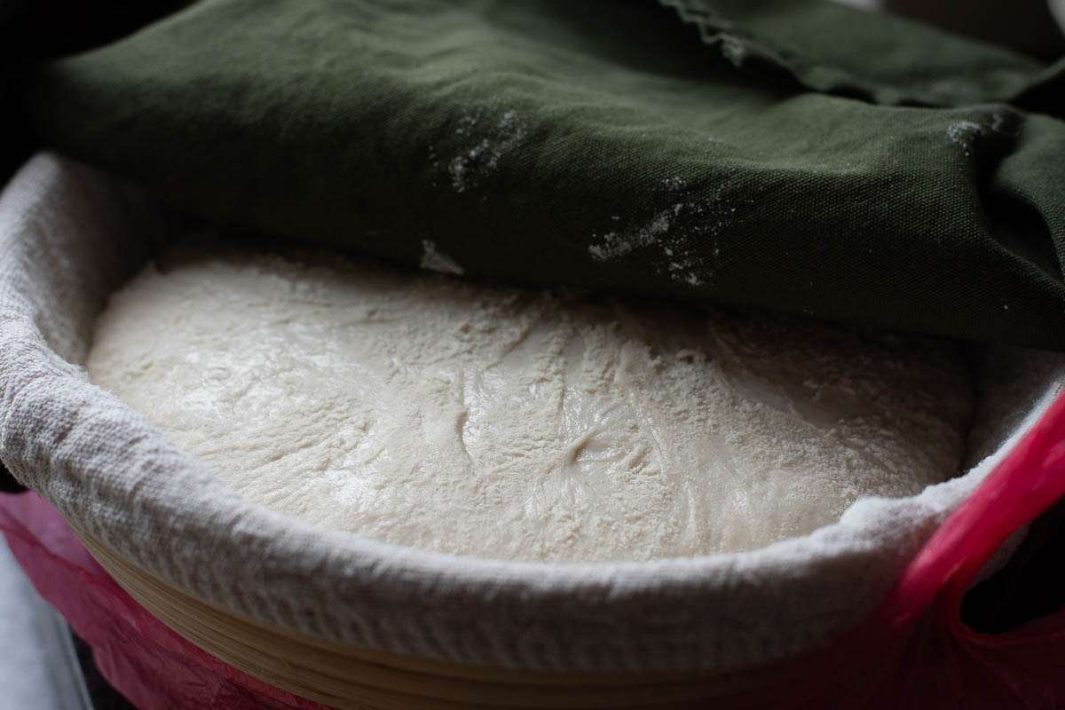 Sourdough in a proofing basket after an overnight cold proof.