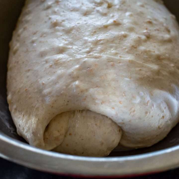 Honey Oat Sourdough Bulk Femrneting in a mixing bowl.