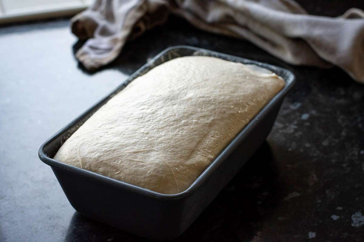 Sourdough in a loaf pan after cold retard