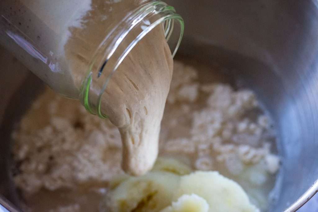 Adding sourdough starter to the flour and potato mixture in a bowl of a stand mixer.