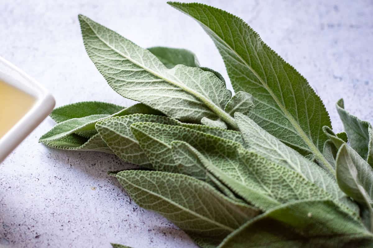 Sage leaves on a grey surface.