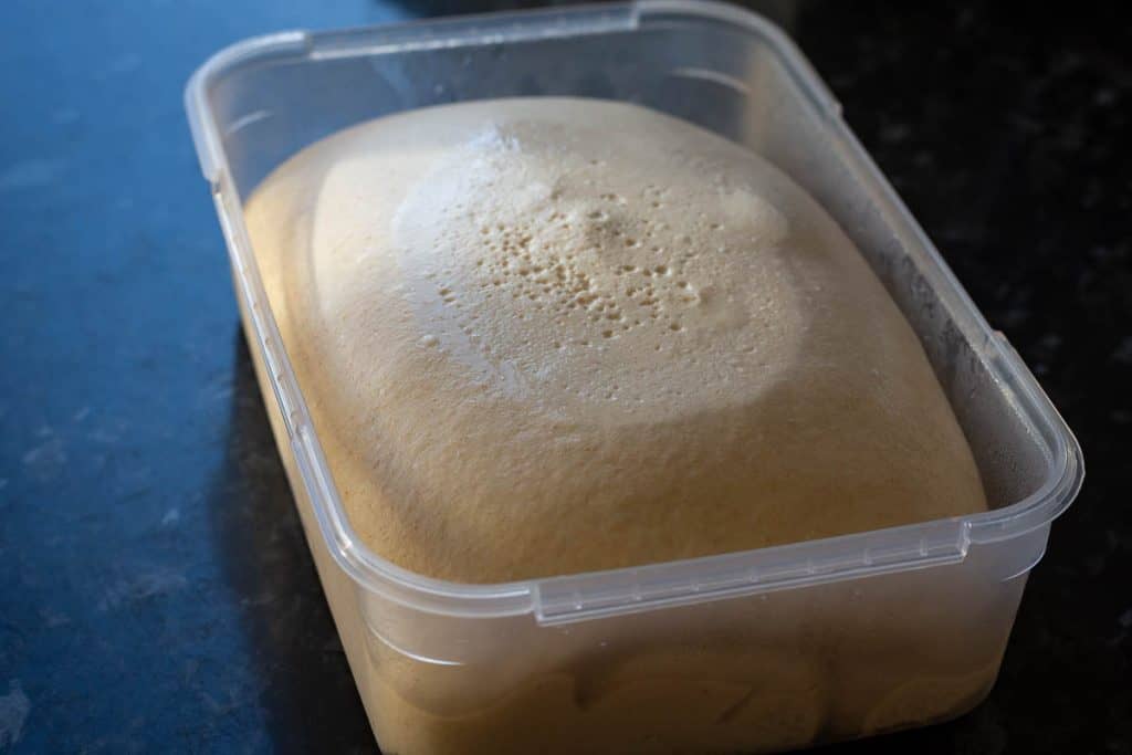 Evaporated mIlk sourdough at the end of bulk fermentation.