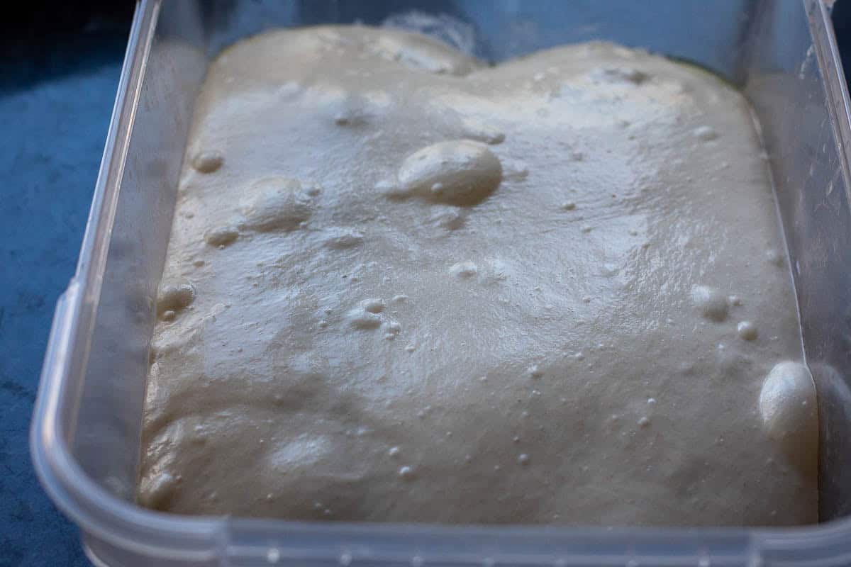 Sourdough focaccia dough at the end of bulk fermentation.