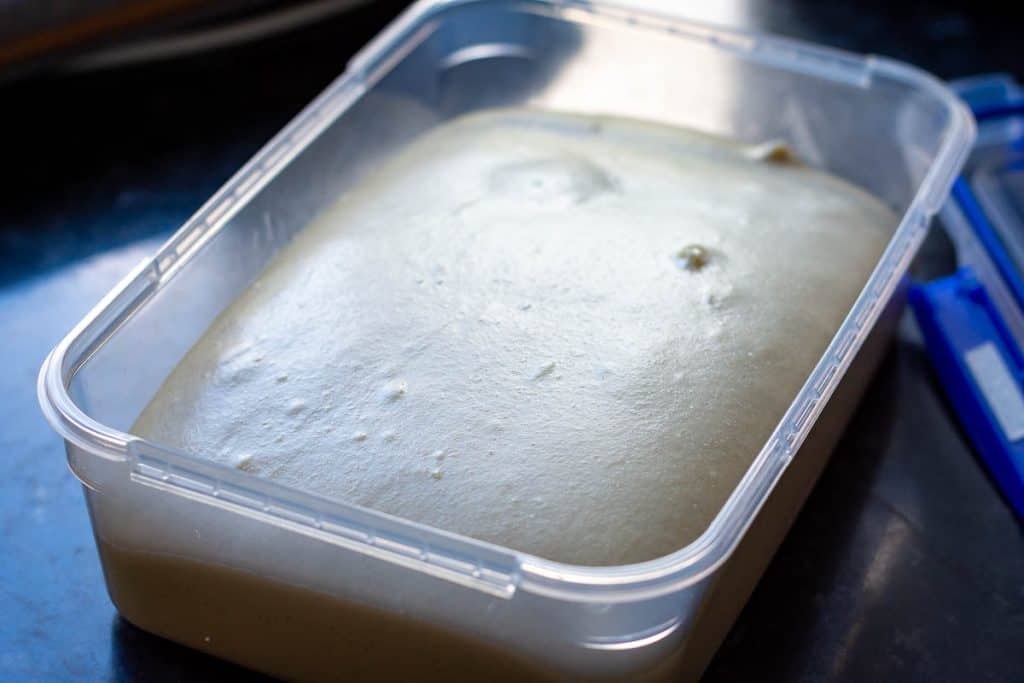 Sourdough for the rolls at the end of bulk fermentation.