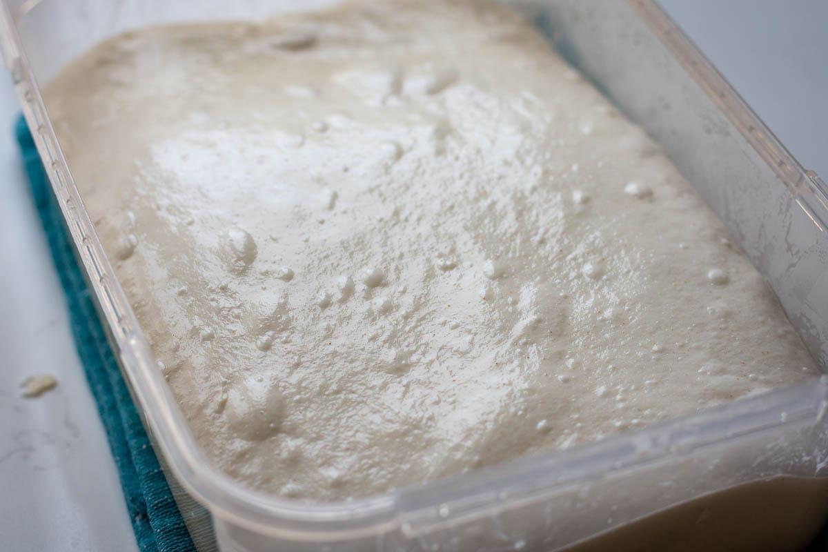 Sourdough focaccia dough at the end of bulk fermentation with blister son the dough surface.